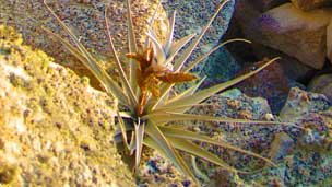 Monte Sierpe