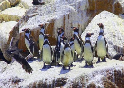Paracas Marine Fauna: Humboldt Penguins, Sea Lions, and More