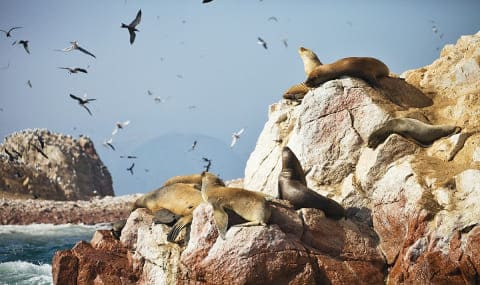 Guano Collectors