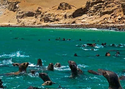What to See in Paracas in Just One Day (Without Missing Anything)